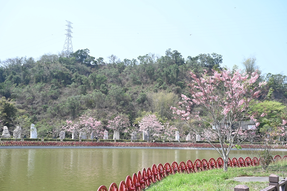 高雄六龜。神威天台山道場 夢幻池畔泰國櫻花嬌豔盛開、莊嚴雄偉的道場也很好拍唷！