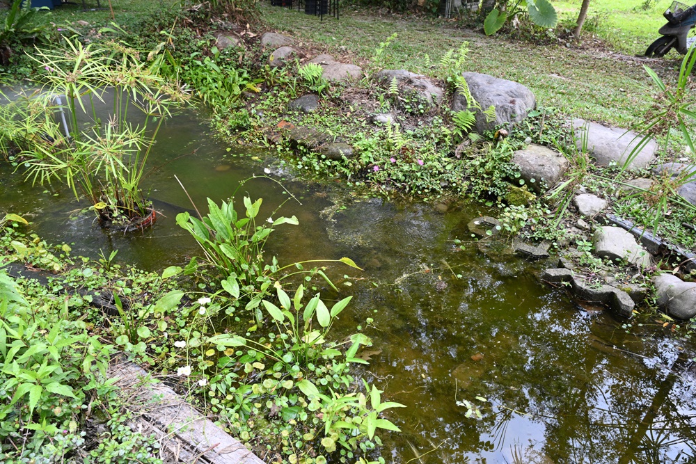 高雄親子旅遊。六龜多多鳥濕地學校 光合菌復育生態池、打造溼地教育園區、品嘗水錦樹森林蜜！