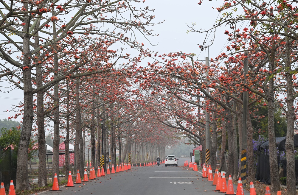 2024 台南白河木棉花季。林初埤木棉花道 全球最美花海街道之一！