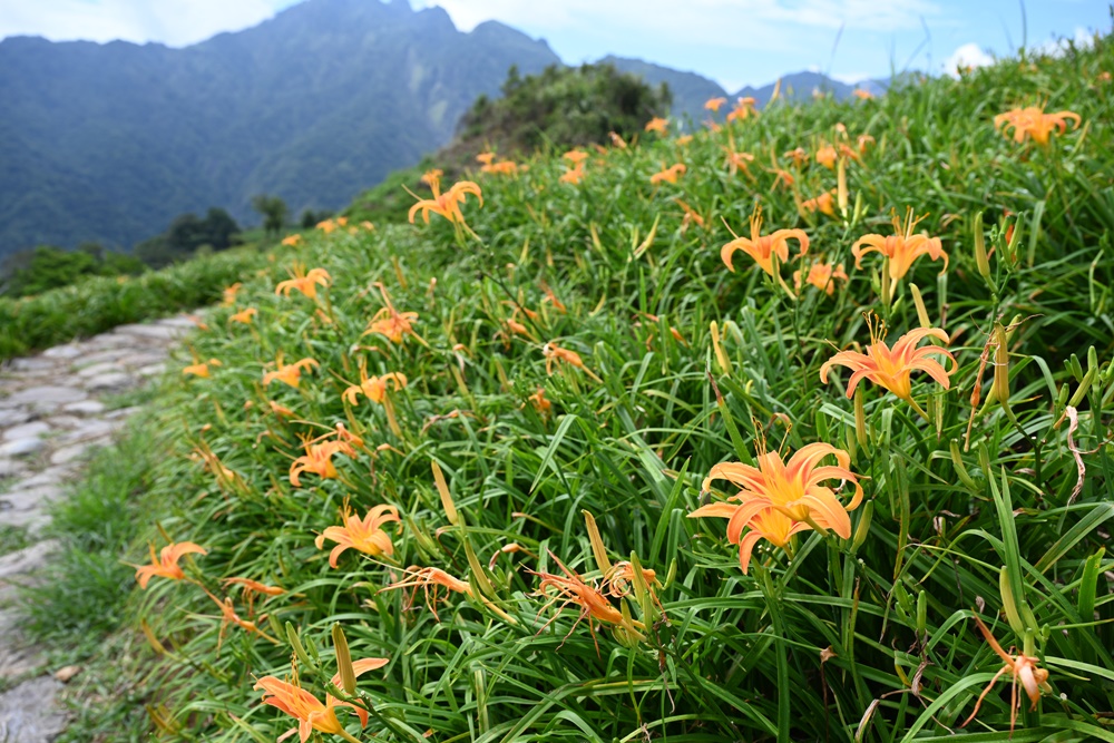 花蓮二日遊。六十石山金針花季 忘憂大地感謝祭 交通管制、最新花況、二日遊景點推薦！