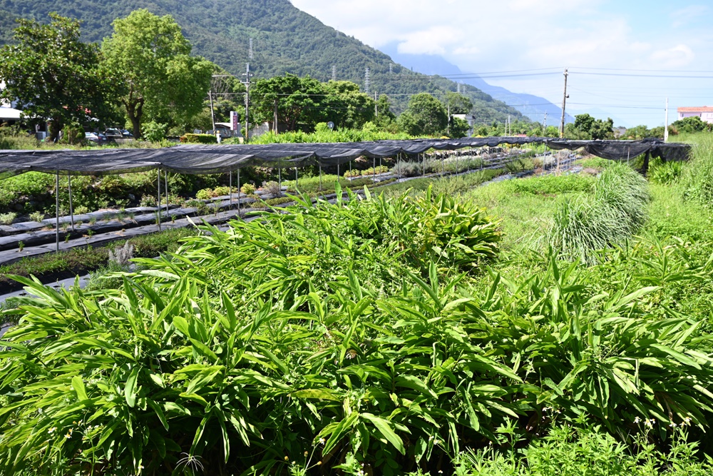 花蓮一日遊。海潮洄瀾自然人文之旅、跟著移居者的路線玩花蓮吉安鄉！