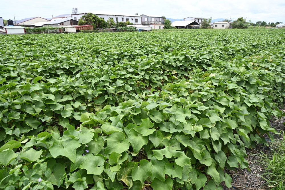 花蓮一日遊。海潮洄瀾自然人文之旅 大地孕育-從海洋到食農之旅、吉安四寶、DIY牛汶水！