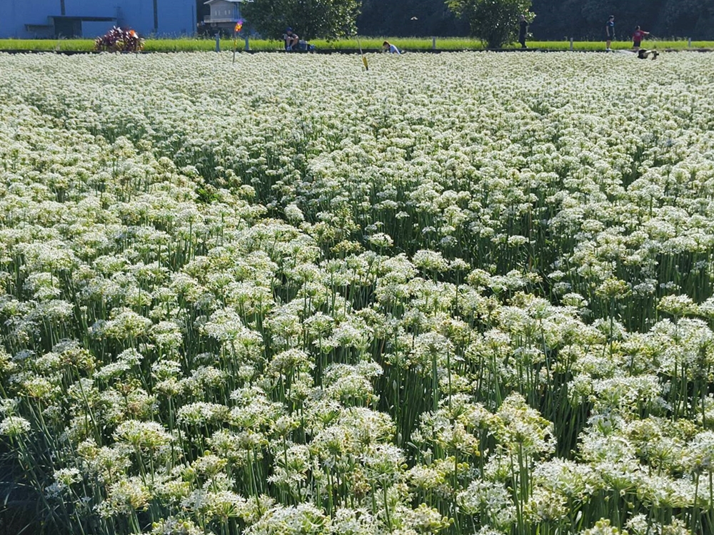 桃園大溪韭菜花季。大溪韭菜花田 浪漫九月雪花海綻放、還有歐風黃色小屋同步入鏡！