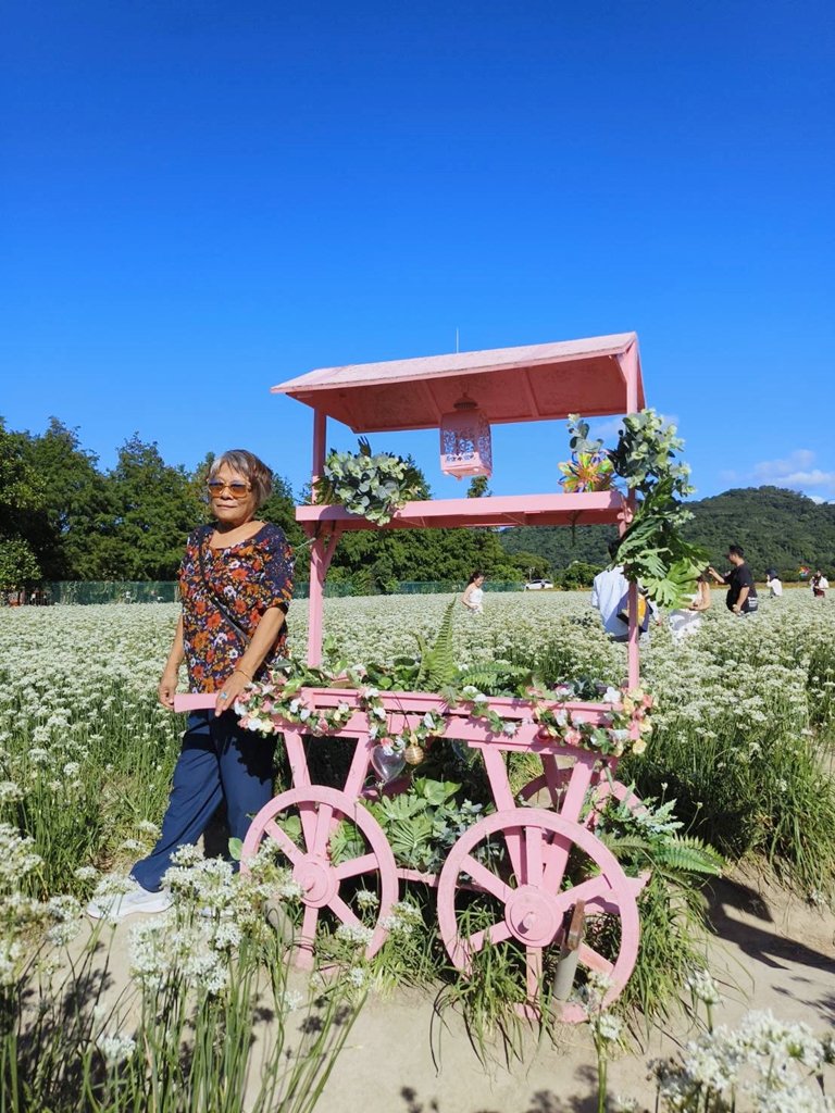 桃園大溪韭菜花季。大溪韭菜花田 浪漫九月雪花海綻放、還有歐風黃色小屋同步入鏡！