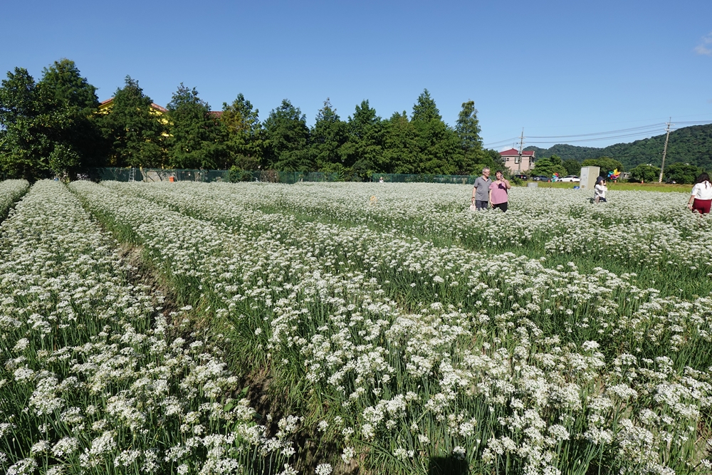 桃園大溪韭菜花季。大溪韭菜花田 浪漫九月雪花海綻放、還有歐風黃色小屋同步入鏡！