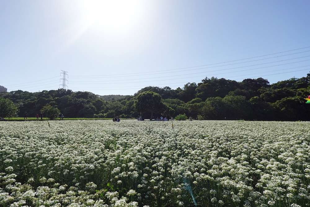 桃園大溪韭菜花季。大溪韭菜花田 浪漫九月雪花海綻放、還有歐風黃色小屋同步入鏡！