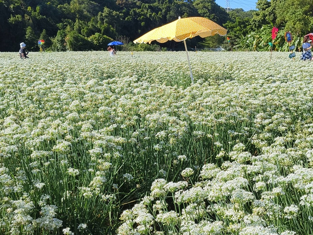 桃園大溪韭菜花季。大溪韭菜花田 浪漫九月雪花海綻放、還有歐風黃色小屋同步入鏡！