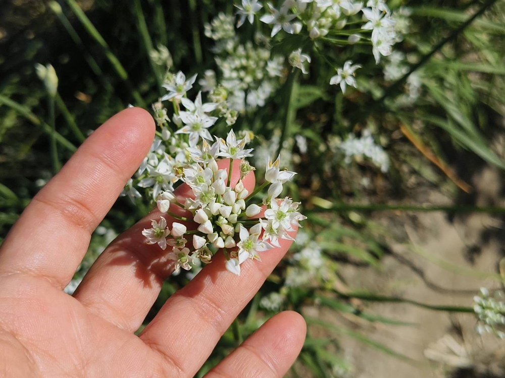 桃園大溪韭菜花季。大溪韭菜花田 浪漫九月雪花海綻放、還有歐風黃色小屋同步入鏡！