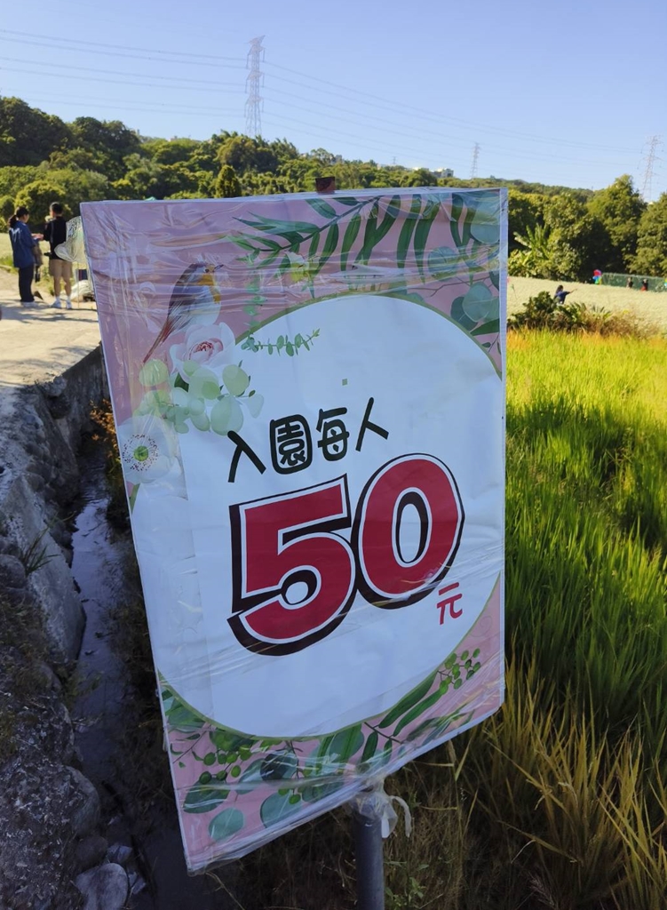 桃園大溪韭菜花季。大溪韭菜花田 浪漫九月雪花海綻放、還有歐風黃色小屋同步入鏡！