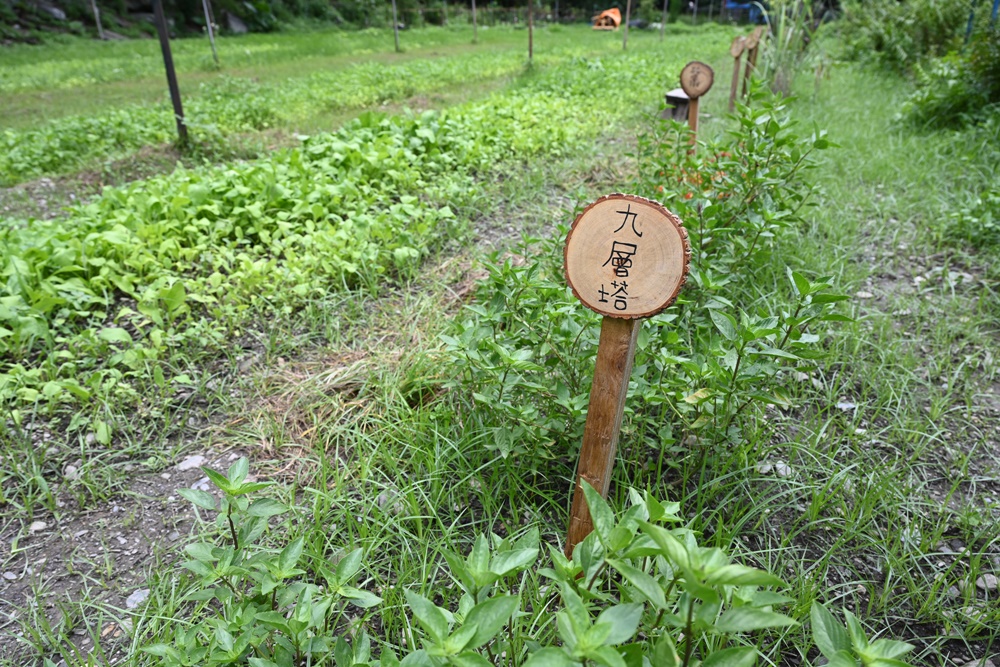 舌尖上的台東食旅。卡那歲工作坊 原野香憩農事體驗、摘菜、DIY貝果、炸油芒、DIY料理體驗！來趣台東一日遊！