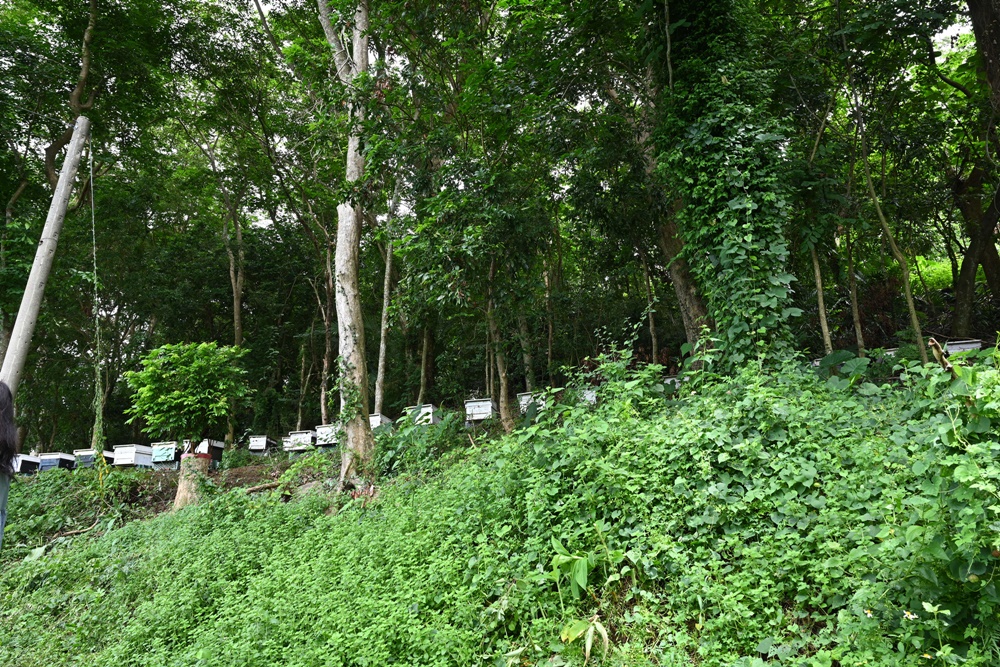 台南東山住宿推薦。仙湖休閒農場 人與山旅宿 一泊二食、無邊際游泳池、桂圓烘焙寮！俗女養成記拍攝景點！