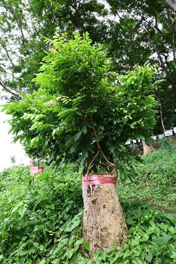 台南東山住宿推薦。仙湖休閒農場 人與山旅宿 一泊二食、無邊際游泳池、桂圓烘焙寮！俗女養成記拍攝景點！