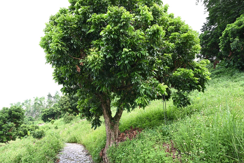 台南東山住宿推薦。仙湖休閒農場 人與山旅宿 一泊二食、無邊際游泳池、桂圓烘焙寮！俗女養成記拍攝景點！