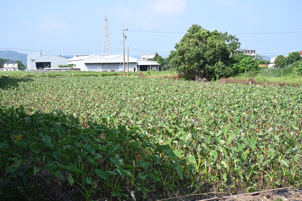 苗栗公館一日遊。當慶，Hakka好味緒、茅鄉亭一日廚藝體驗、苗栗客庄品道地學好味！