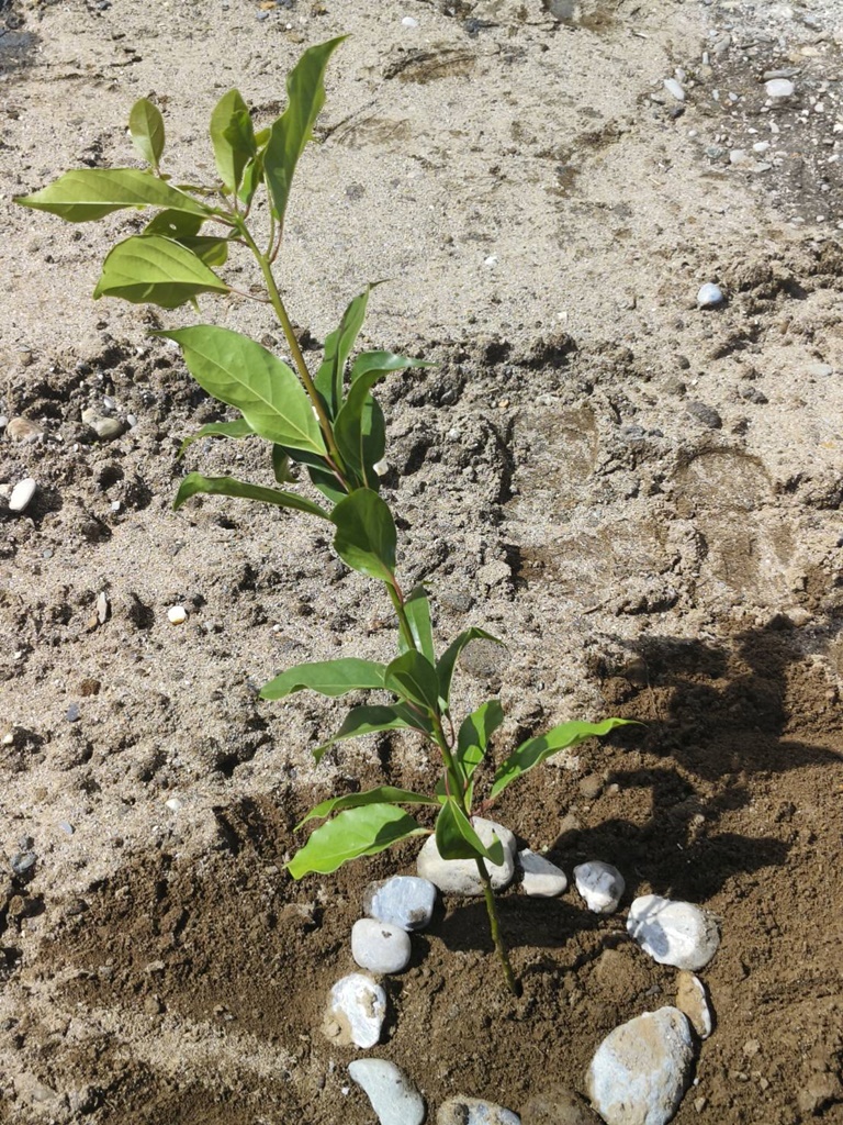 花蓮旅遊。理想植樹 ESG零碳旅遊 種樹造林愛地球！ 種下自己在花蓮第一顆樹！