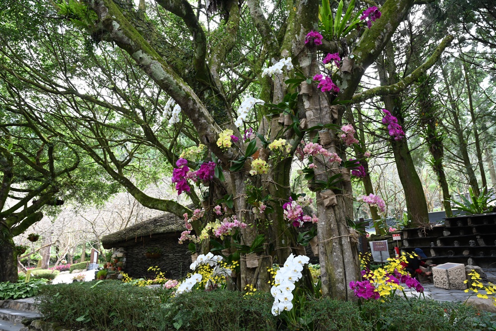 南投一日遊。九族文化村 部落花季-秋之盛典 搭山豬纜車鳥瞰日月潭湖光山色！