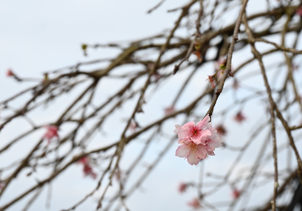 南投一日遊。九族文化村 部落花季-秋之盛典 搭山豬纜車鳥瞰日月潭湖光山色！