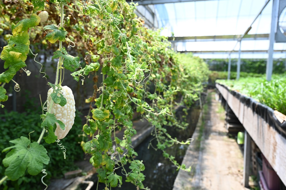 高雄一日遊。思原魚菜共生農場 魚菜共生、蚓菜共生、拔芭樂、餵羊、撿雞蛋 親子同樂 寓教於樂的好地方！