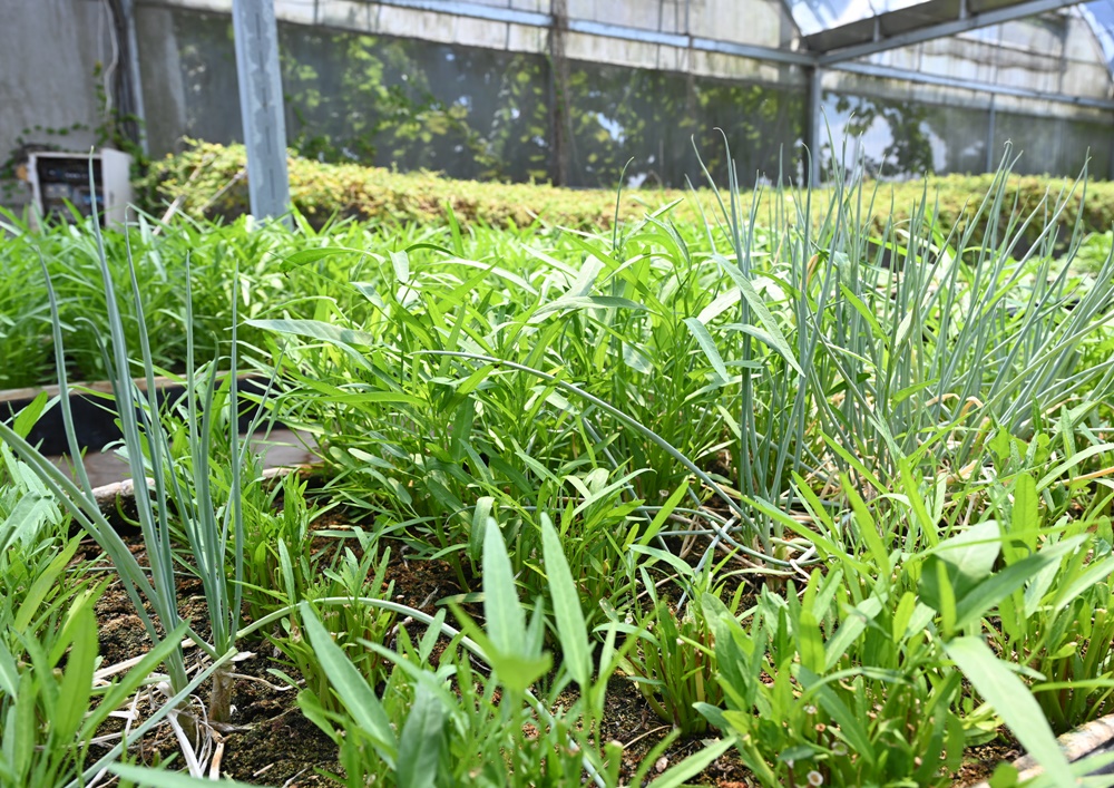 高雄一日遊。思原魚菜共生農場 魚菜共生、蚓菜共生、拔芭樂、餵羊、撿雞蛋 親子同樂 寓教於樂的好地方！