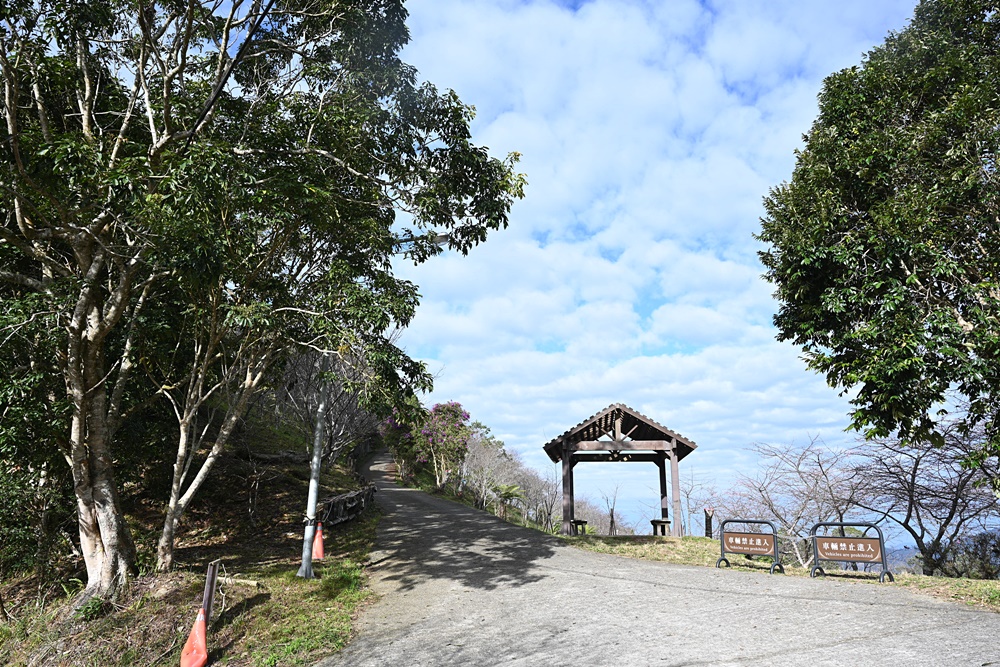 高雄賞櫻景點。全台最早「櫻前線」二集團櫻花公園 山櫻花、河津櫻、吉野櫻夢幻綻放！2025桃源櫻花季！