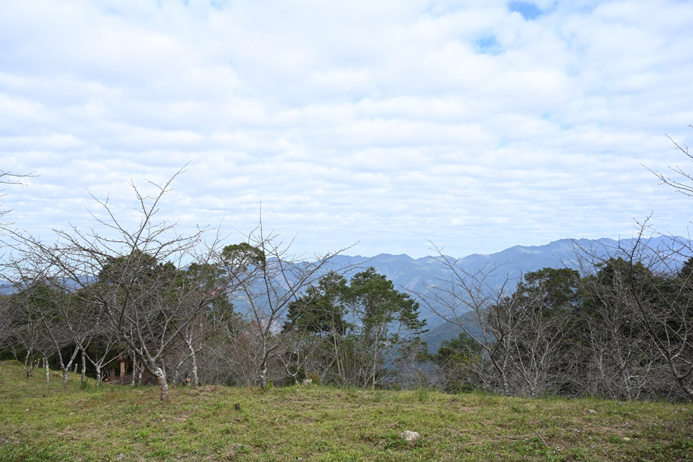 高雄賞櫻景點。全台最早「櫻前線」二集團櫻花公園 山櫻花、河津櫻、吉野櫻夢幻綻放！2025桃源櫻花季！