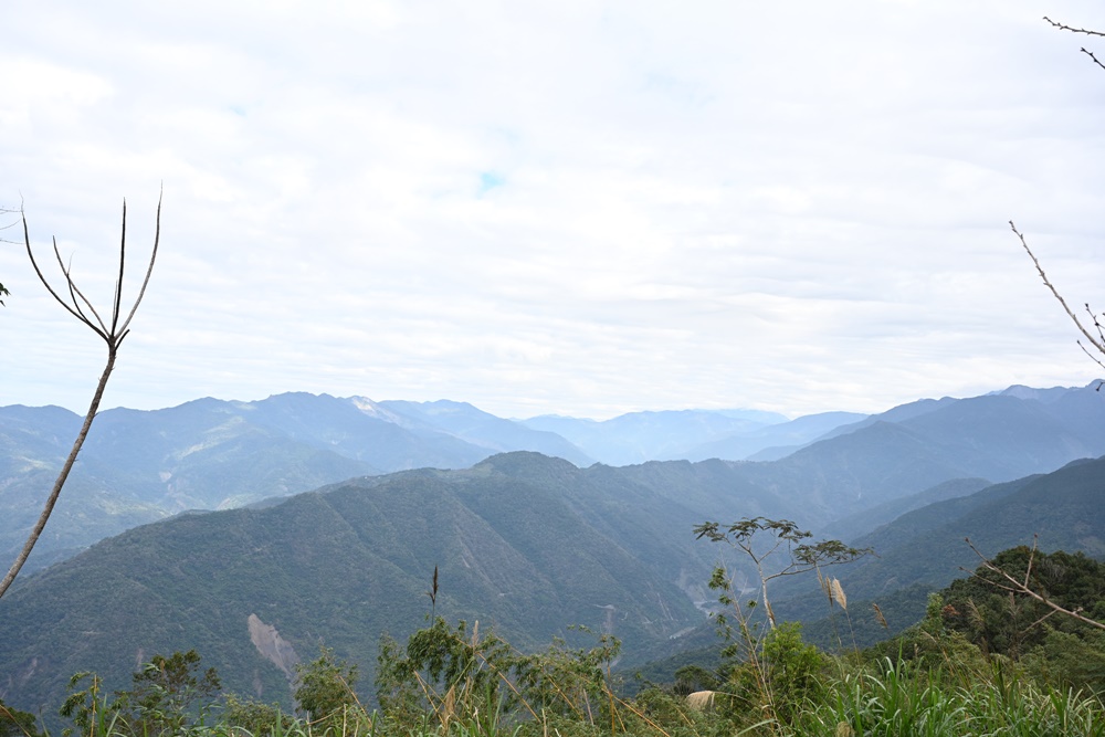 高雄賞櫻景點。全台最早「櫻前線」二集團櫻花公園 山櫻花、河津櫻、吉野櫻夢幻綻放！2025桃源櫻花季！