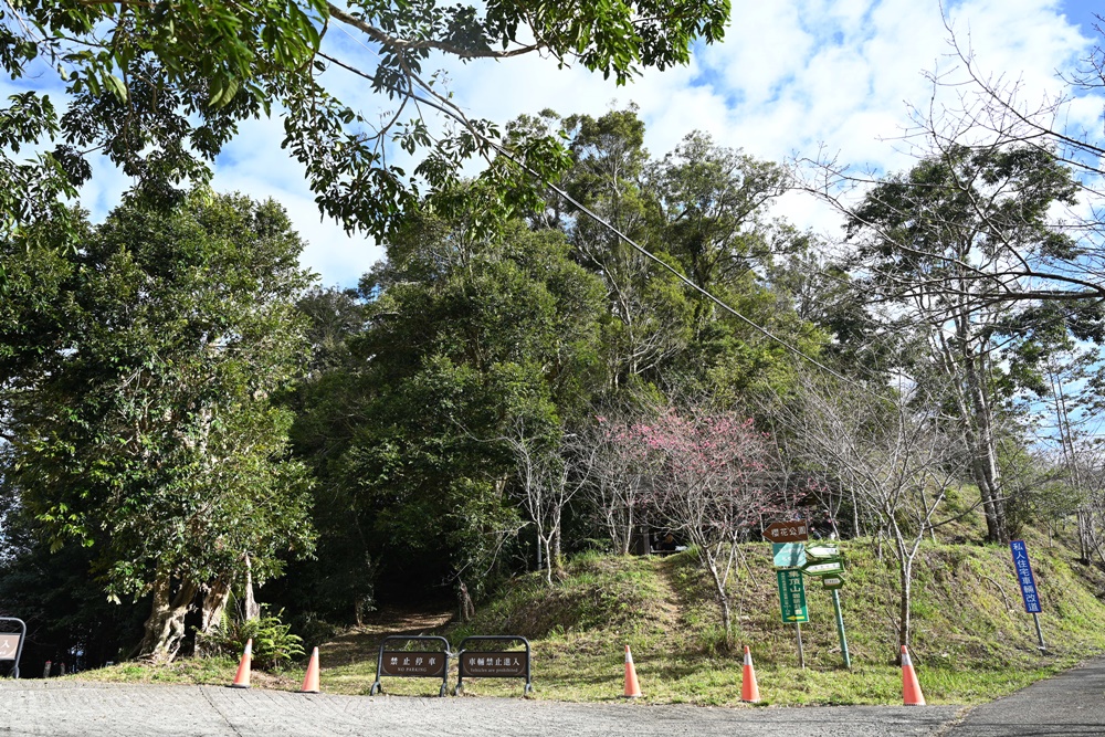 高雄賞櫻景點。全台最早「櫻前線」二集團櫻花公園 山櫻花、河津櫻、吉野櫻夢幻綻放！2025桃源櫻花季！