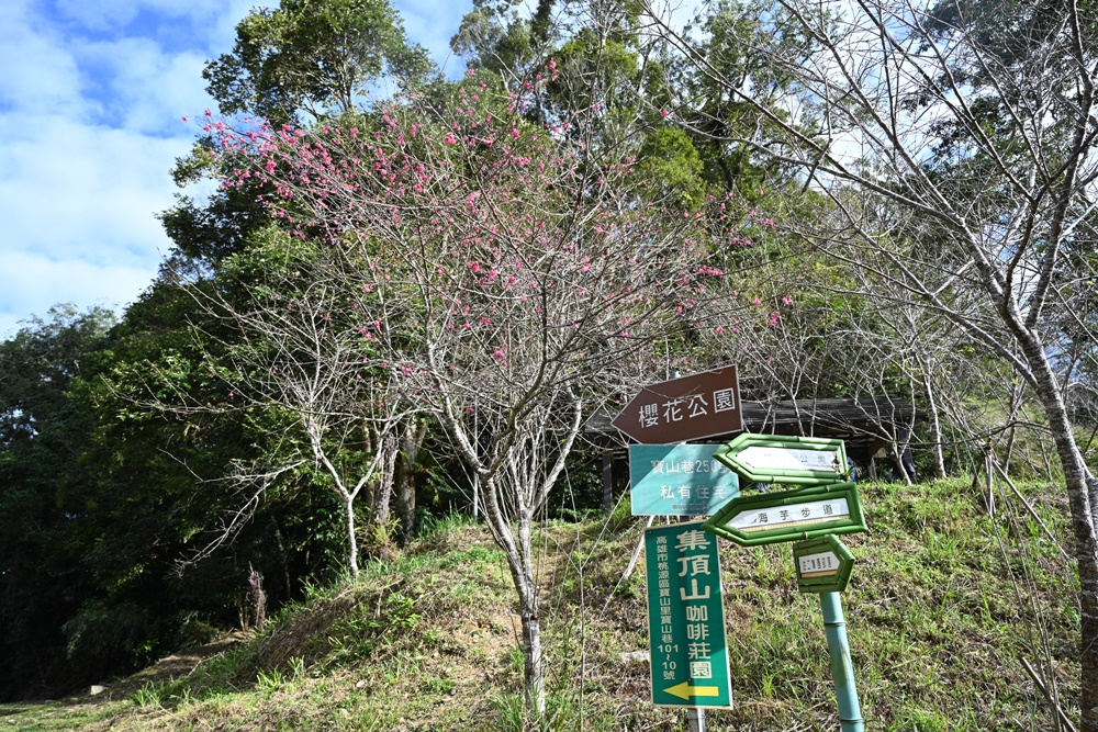 高雄賞櫻景點。全台最早「櫻前線」二集團櫻花公園 山櫻花、河津櫻、吉野櫻夢幻綻放！2025桃源櫻花季！