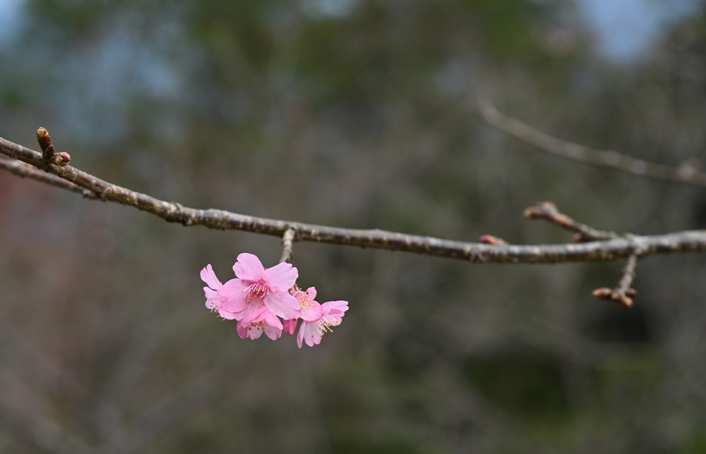 高雄賞櫻景點。全台最早「櫻前線」二集團櫻花公園 山櫻花、河津櫻、吉野櫻夢幻綻放！2025桃源櫻花季！