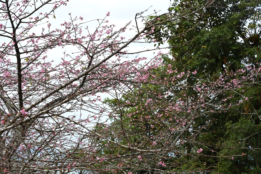 高雄賞櫻景點。全台最早「櫻前線」二集團櫻花公園 山櫻花、河津櫻、吉野櫻夢幻綻放！2025桃源櫻花季！