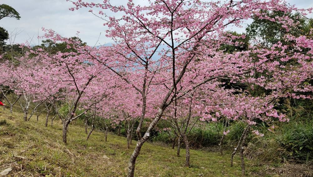 高雄賞櫻景點。全台最早「櫻前線」二集團櫻花公園 山櫻花、河津櫻、吉野櫻夢幻綻放！2025桃源櫻花季！