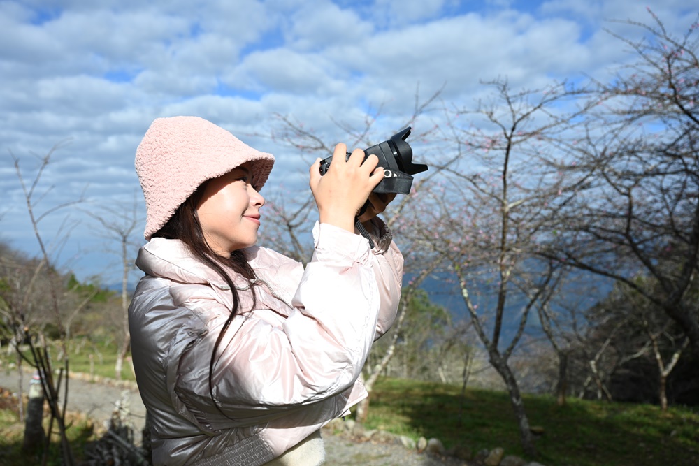 高雄賞櫻景點。全台最早「櫻前線」二集團櫻花公園 山櫻花、河津櫻、吉野櫻夢幻綻放！2025桃源櫻花季！