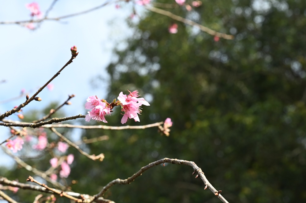 高雄賞櫻景點。全台最早「櫻前線」二集團櫻花公園 山櫻花、河津櫻、吉野櫻夢幻綻放！2025桃源櫻花季！