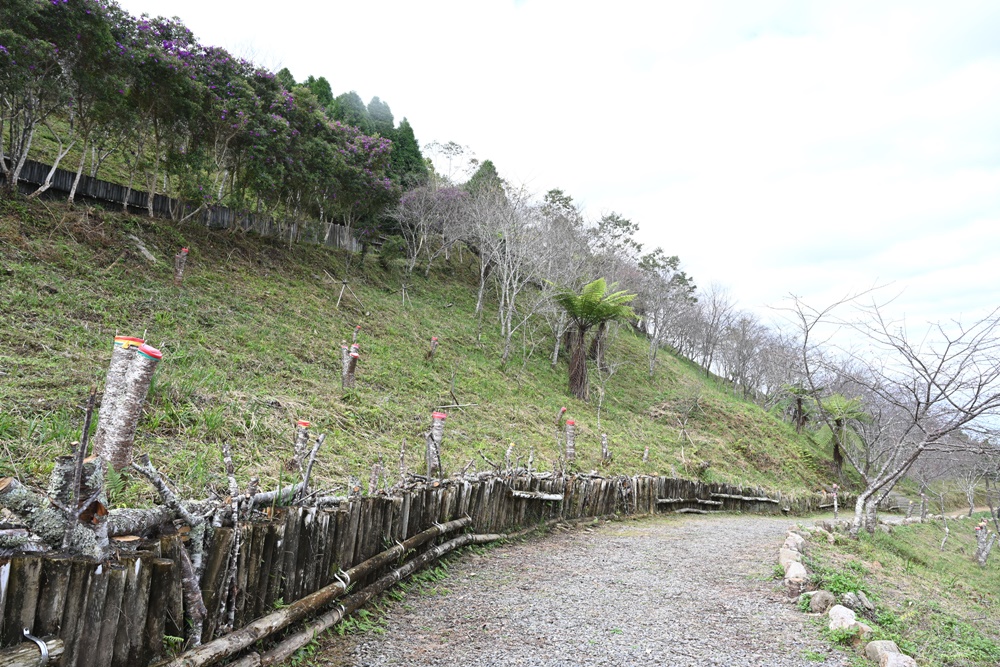 高雄賞櫻景點。全台最早「櫻前線」二集團櫻花公園 山櫻花、河津櫻、吉野櫻夢幻綻放！2025桃源櫻花季！