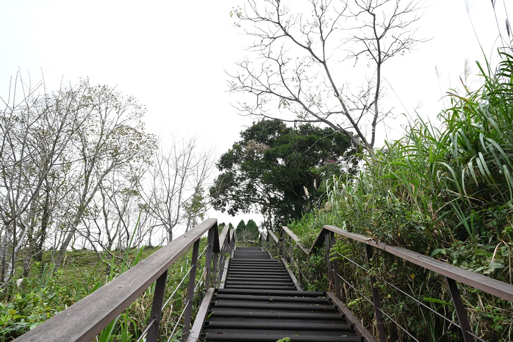 高雄賞櫻景點。全台最早「櫻前線」二集團櫻花公園 山櫻花、河津櫻、吉野櫻夢幻綻放！2025桃源櫻花季！