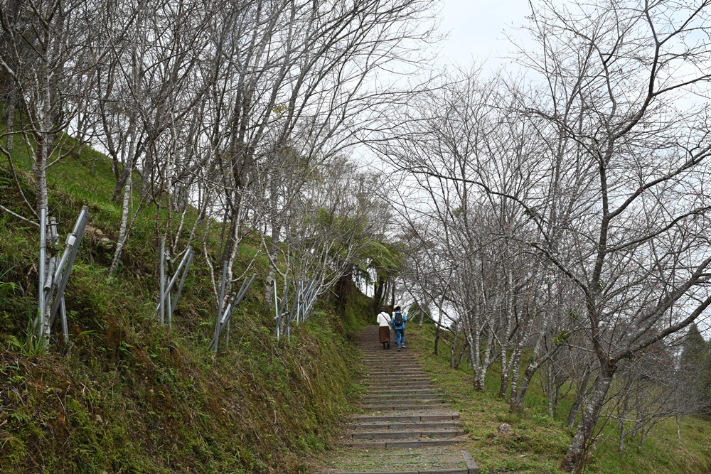 高雄賞櫻景點。全台最早「櫻前線」二集團櫻花公園 山櫻花、河津櫻、吉野櫻夢幻綻放！2025桃源櫻花季！