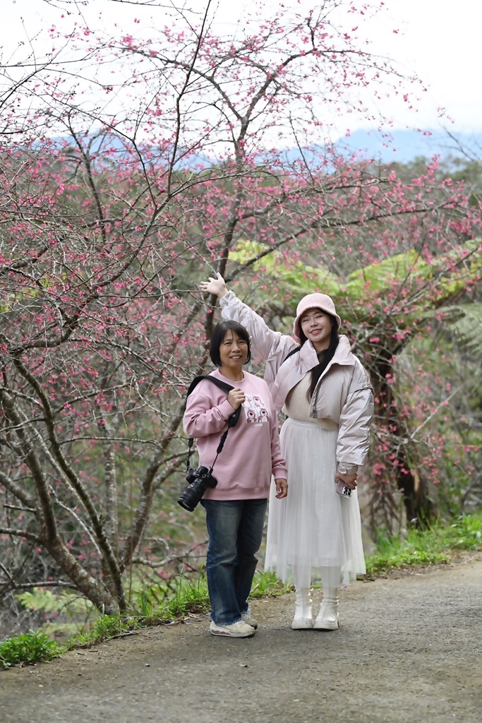 高雄賞櫻景點。全台最早「櫻前線」二集團櫻花公園 山櫻花、河津櫻、吉野櫻夢幻綻放！2025桃源櫻花季！