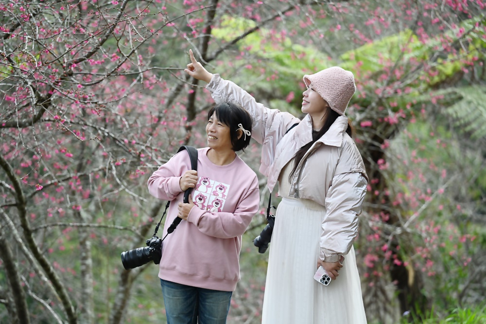 高雄賞櫻景點。全台最早「櫻前線」二集團櫻花公園 山櫻花、河津櫻、吉野櫻夢幻綻放！2025桃源櫻花季！