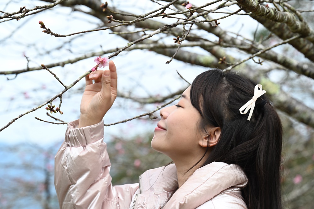 高雄賞櫻景點。全台最早「櫻前線」二集團櫻花公園 山櫻花、河津櫻、吉野櫻夢幻綻放！2025桃源櫻花季！