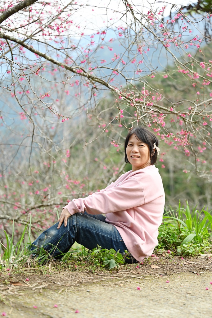 高雄賞櫻景點。全台最早「櫻前線」二集團櫻花公園 山櫻花、河津櫻、吉野櫻夢幻綻放！2025桃源櫻花季！