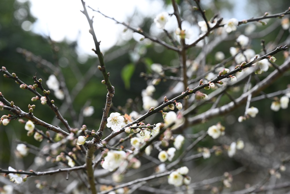 東高雄二日遊。二集團櫻花公園、桃源梅園秘境 賞櫻、賞梅一次滿足！還有美食餐廳、合法露營區推薦！