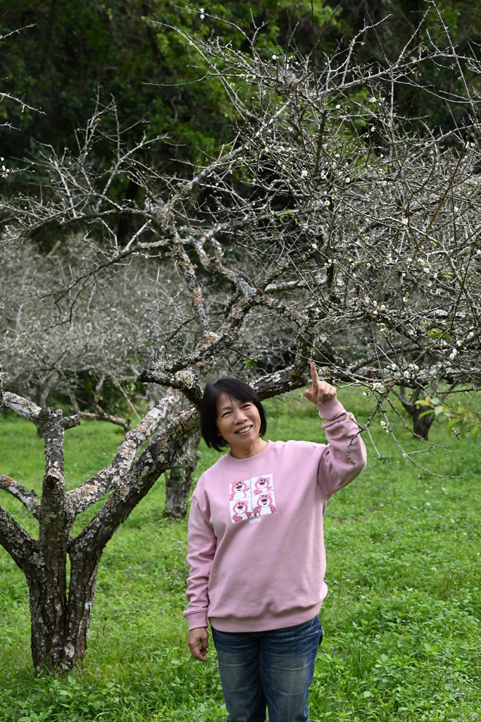 東高雄二日遊。二集團櫻花公園、桃源梅園秘境 賞櫻、賞梅一次滿足！還有美食餐廳、合法露營區推薦！