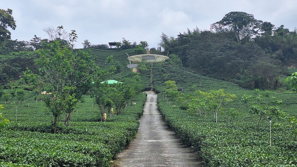 南投二日遊。南投鹿谷賞螢趣、品嘗在地美食、炸蟋蟀、苦茶油拌飯、DIY玩點茶、Q茶球、南投住宿推薦! 南投二日遊。南投鹿谷賞螢趣、品嘗在地美食、炸蟋蟀、苦茶油拌飯、DIY玩點茶、Q茶球、南投住宿推薦!