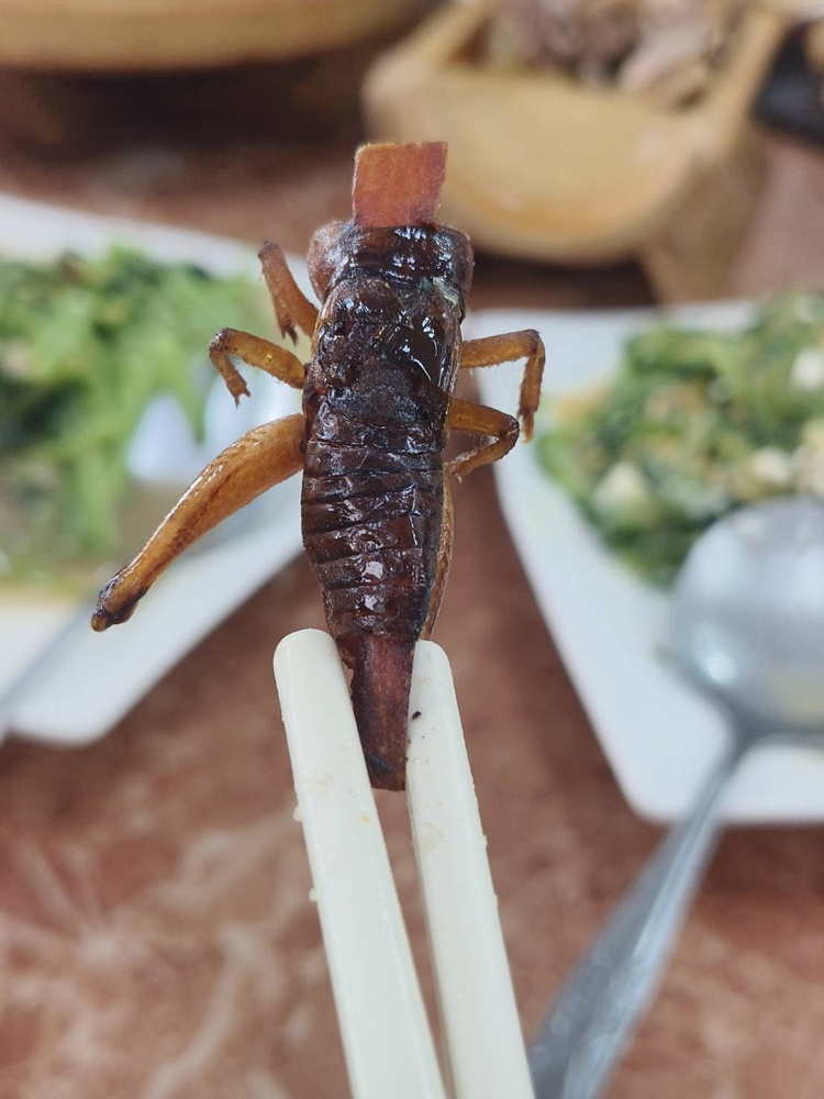 南投二日遊。南投鹿谷賞螢趣、品嘗在地美食、炸蟋蟀、苦茶油拌飯、DIY玩點茶、Q茶球、南投住宿推薦! 南投二日遊。南投鹿谷賞螢趣、品嘗在地美食、炸蟋蟀、苦茶油拌飯、DIY玩點茶、Q茶球、南投住宿推薦!