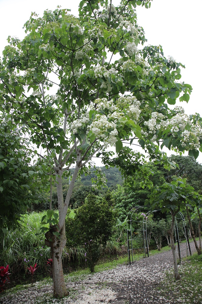 宜蘭員山民宿推薦。布魯克森林 BrooKburg 一秒讓你走進歐洲小鎮！