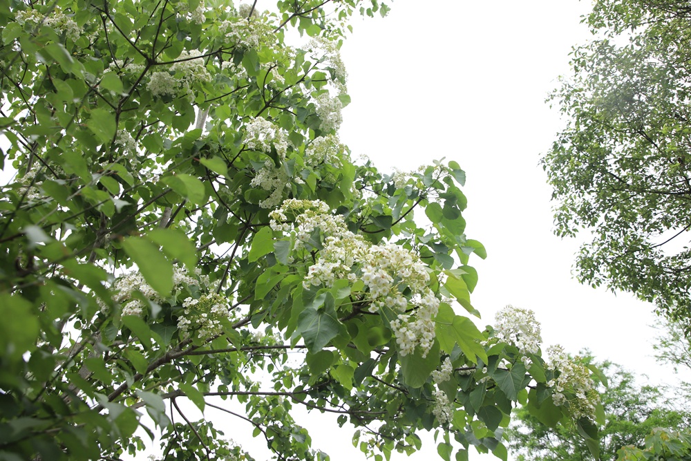 宜蘭員山民宿推薦。布魯克森林 BrooKburg 一秒讓你走進歐洲小鎮！