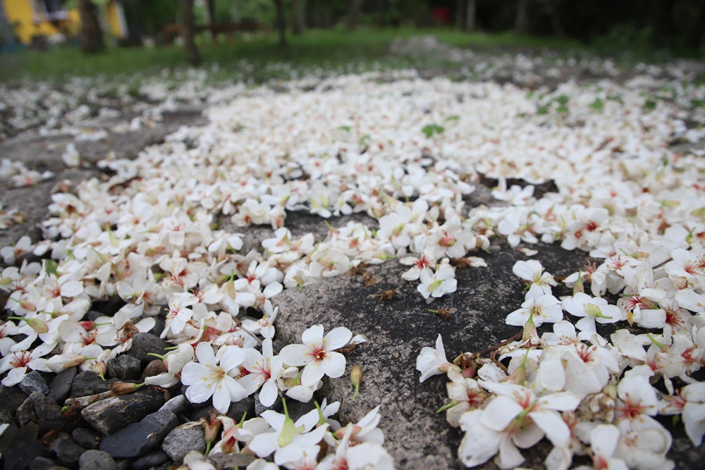 宜蘭員山民宿推薦。布魯克森林 BrooKburg 一秒讓你走進歐洲小鎮！