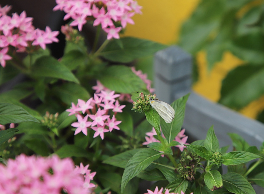 宜蘭員山民宿推薦。布魯克森林 BrooKburg 一秒讓你走進歐洲小鎮！