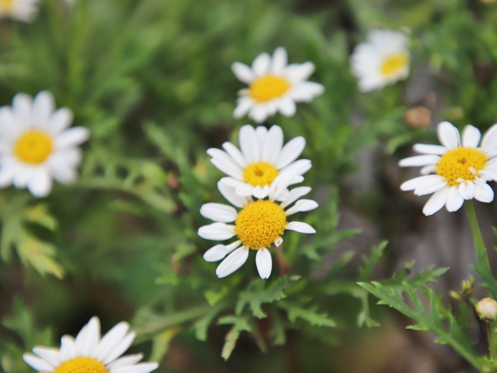宜蘭員山民宿推薦。布魯克森林 BrooKburg 一秒讓你走進歐洲小鎮！