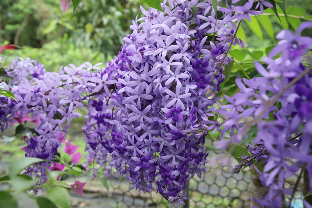 宜蘭員山民宿推薦。布魯克森林 BrooKburg 一秒讓你走進歐洲小鎮！